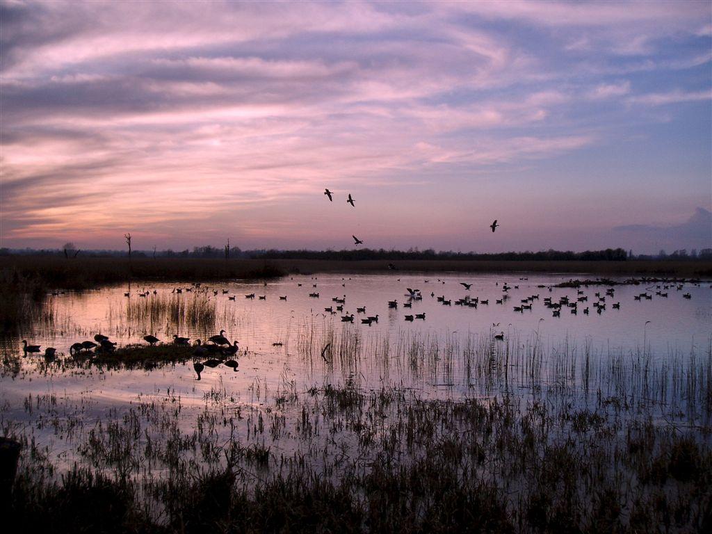 Strumpshaw Fen RSPB Nature Reserve